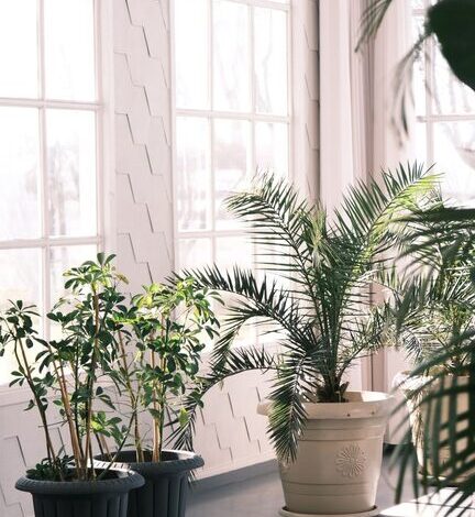 Consejos prácticos para mantener plantas de interior saludables y bonitas