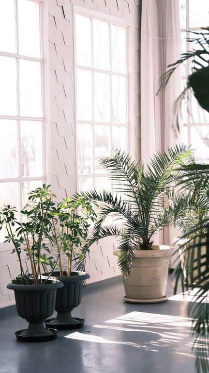 Consejos prácticos para mantener plantas de interior saludables y bonitas